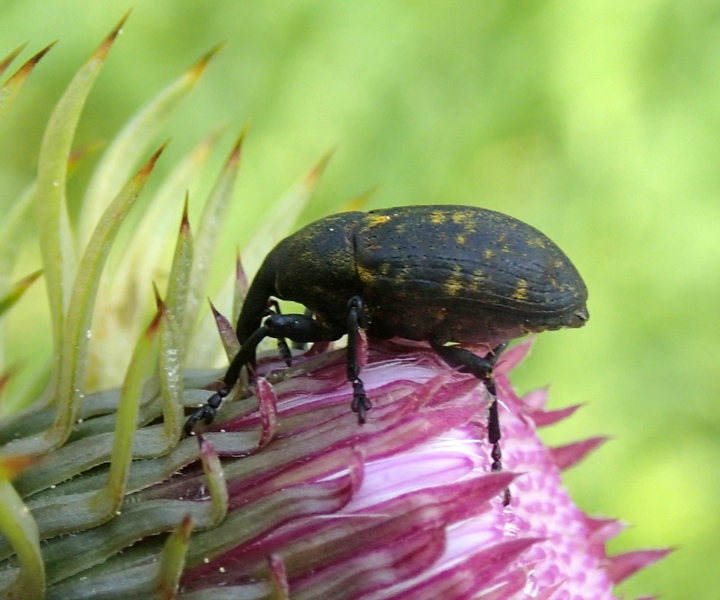 Curculionidae da Id.: Larinus sp.